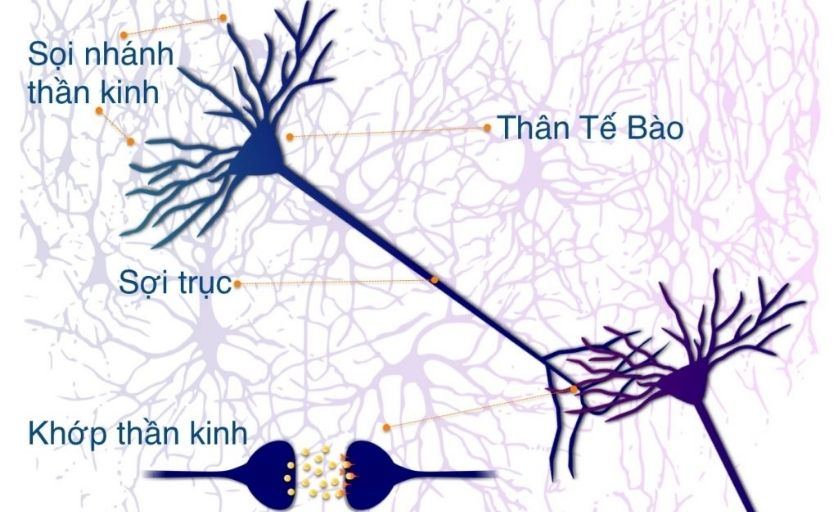 Ký ức của con người được ghi nhớ nhờ tế bào trong não